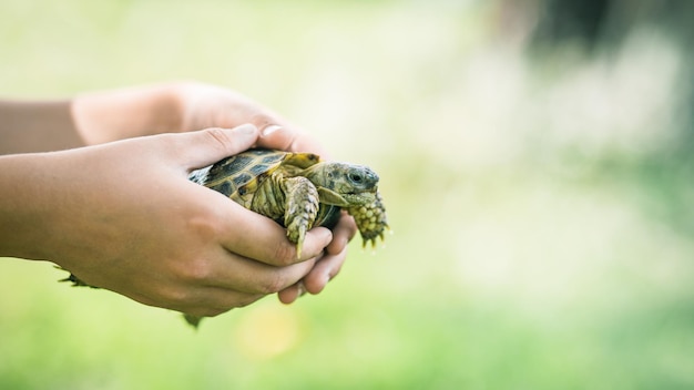 Tortue sur les mains d'un petit garçon.