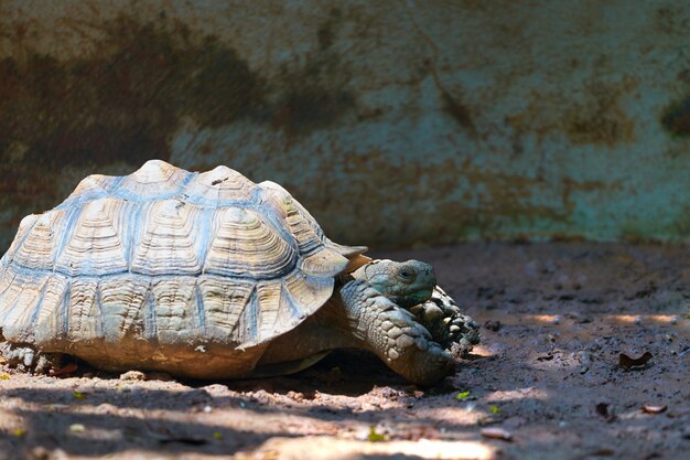 Tortue marchant sur un sol de boue avec la lumière du soleil et ombragée