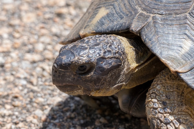 Tortue marginale sarde (Testudo marginata)