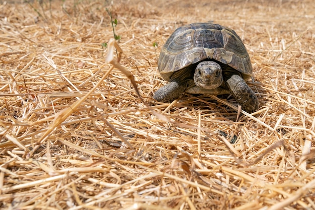 Tortue méditerranéenne des steppes sur l'herbe sèche