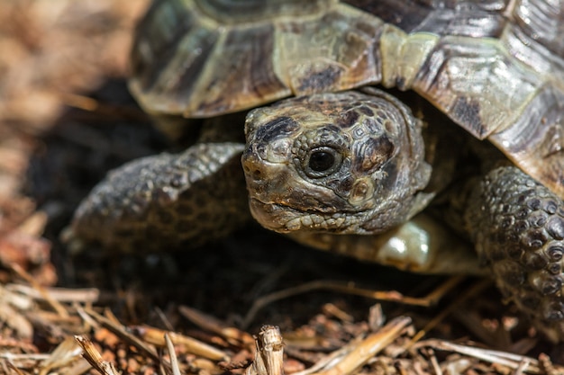 Tortue méditerranéenne des steppes sur l'herbe