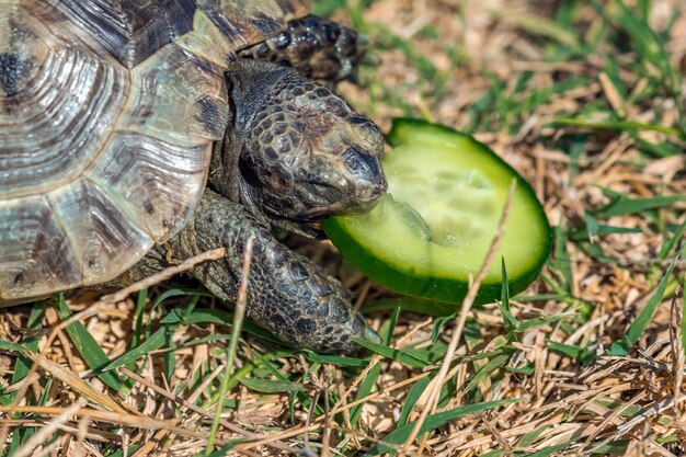 Tortue Méditerranéenne Des Steppes Sur L'herbe