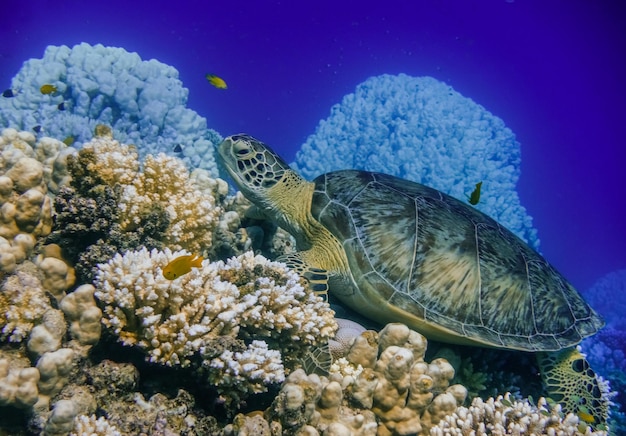 Tortue de mer allongée sur des coraux du récif dans l'eau bleue en Égypte