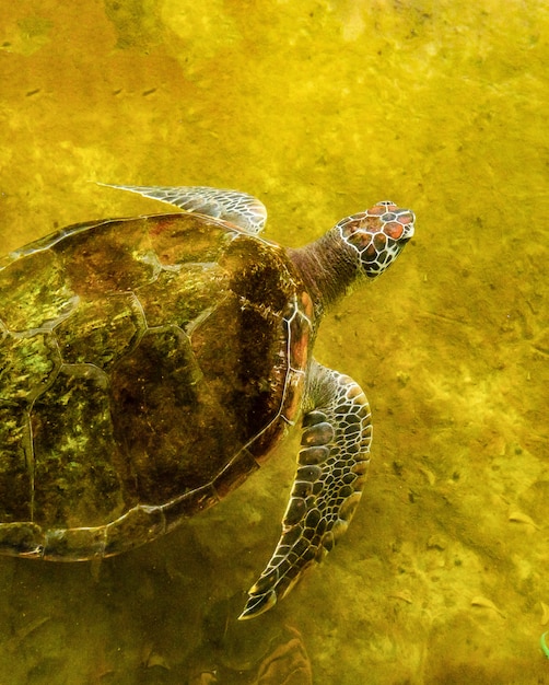 Tortue de mer dans l&#39;étang de récupération En attente de retourner à la mer