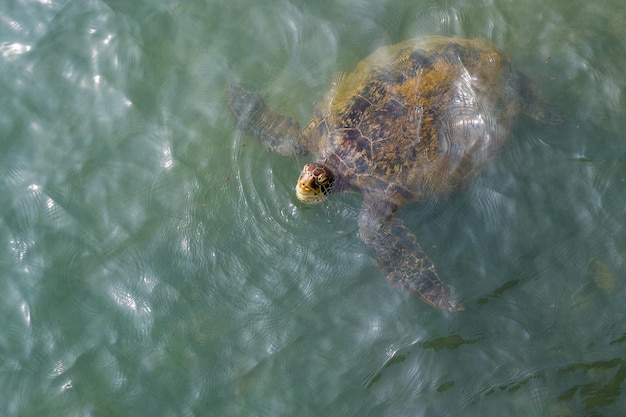 Tortue de mer dans l'océan