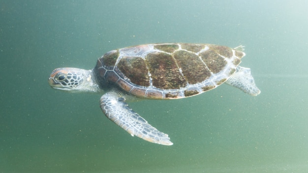 Photo tortue de mer dans le réservoir à l'aquarium en fond vert