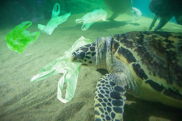 Tortue de mer mange un sac en plastique concept de pollution de l'océan