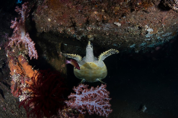 Photo la tortue de mer le monde sous-marin de bali, en indonésie