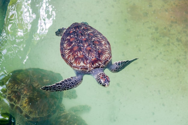 La tortue de mer nage dans l'aquarium