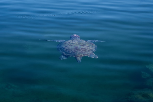 La tortue de mer nage dans l'eau de mer tropicale.