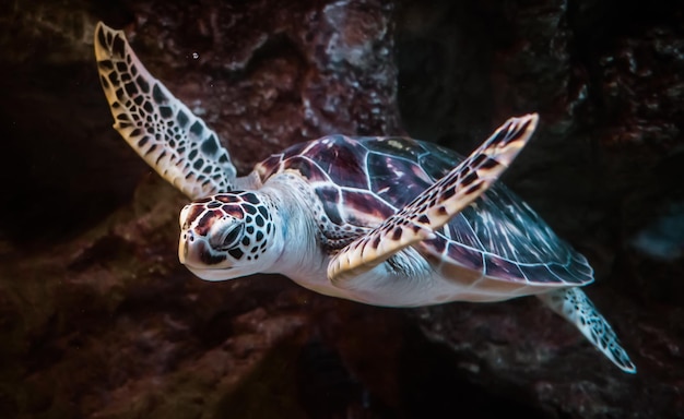 La tortue de mer nage sous l'eau