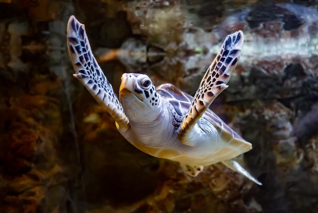 La tortue de mer nage sous l'eau