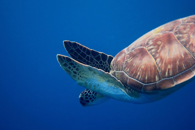 Tortue de mer nage vers le bas