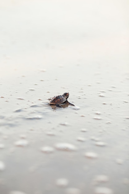 Tortue de mer nouveau-née dans le sable sur la plage marchant vers la mer après avoir quitté le nid