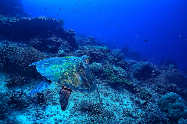 tortue de mer sous-marine / nature exotique animal marin tortue sous-marine