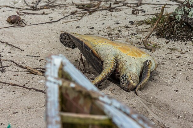 Tortue de mer verte morte sur le rivage de sable