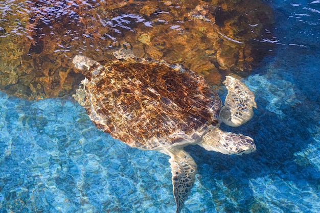 une tortue de mer verte nage dans l'eau