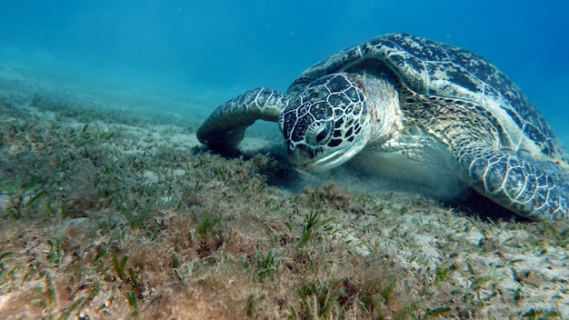 Photo une tortue de mer verte nage sur le fond marin.