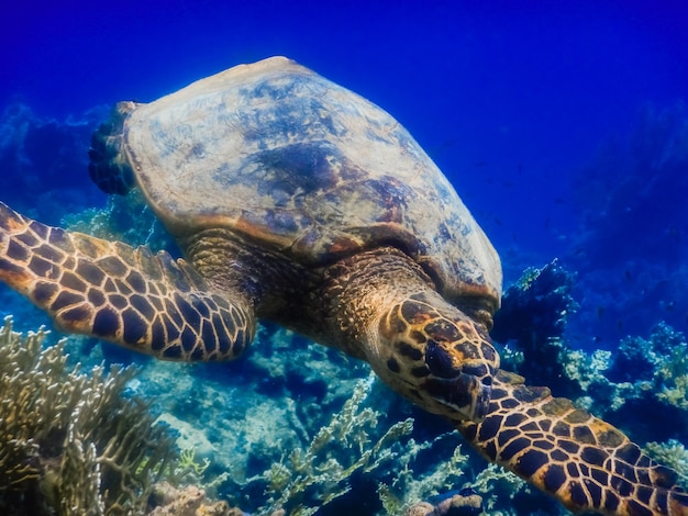 Tortue de mer verte nageant au-dessus des coraux et de l'eau d'un bleu profond