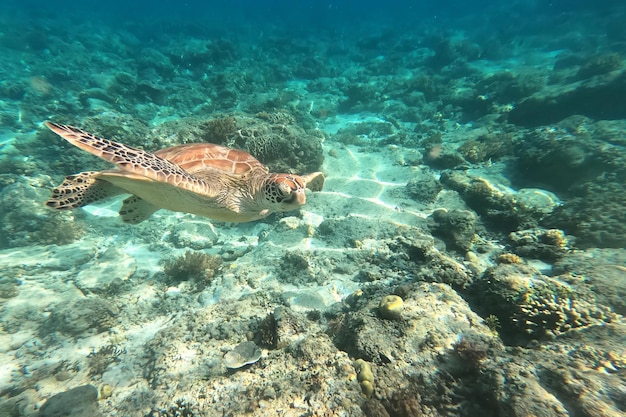 Tortue de mer en voie de disparition croisière dans l'eau de mer turquoise à Gili Trawangan Lombok Indonésie Underwat