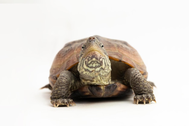 La tortue musquée razorbacked Sternotherus carinatus isolé sur fond blanc