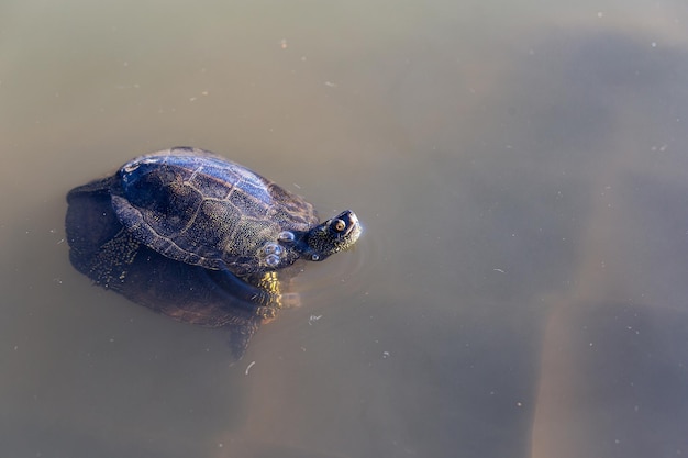 Une tortue nage allongée sur une autre tortue dans un lac