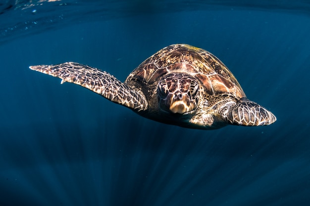 tortue nager dans la mer bleue