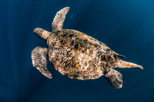 Photo tortue nager dans la mer bleue