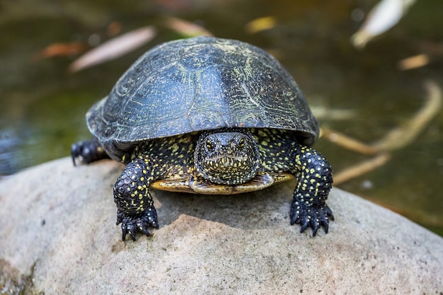 La tortue noire est assise sur un caillou dans une rivière, la vue avant_