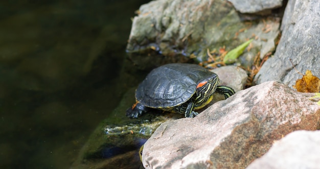 Tortue à oreilles rouges repose sur l'étang