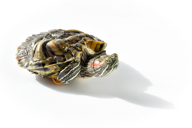 Tortue à oreilles rouges sur une surface blanche