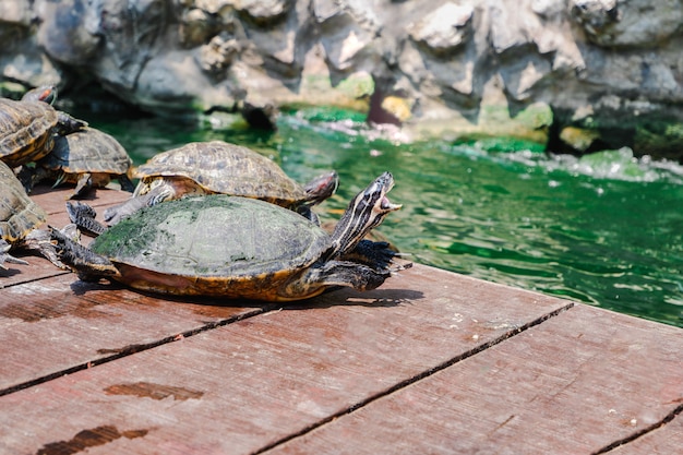 tortue à oreilles rouges