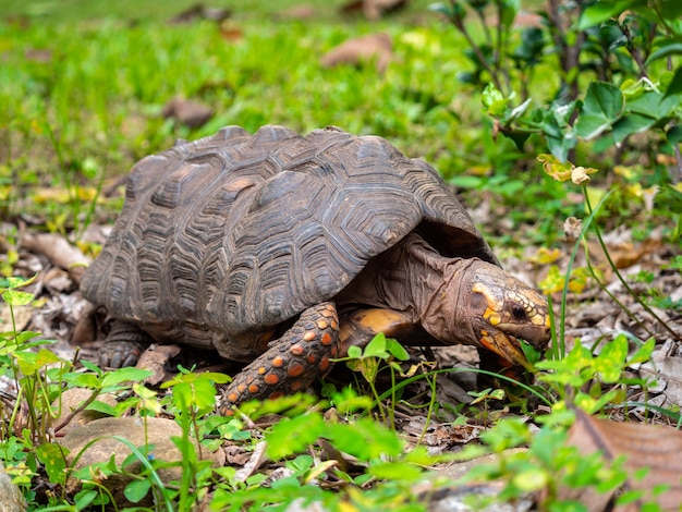 Tortue à pattes rouges mangeant des herbes vertes et violettes dans le parc