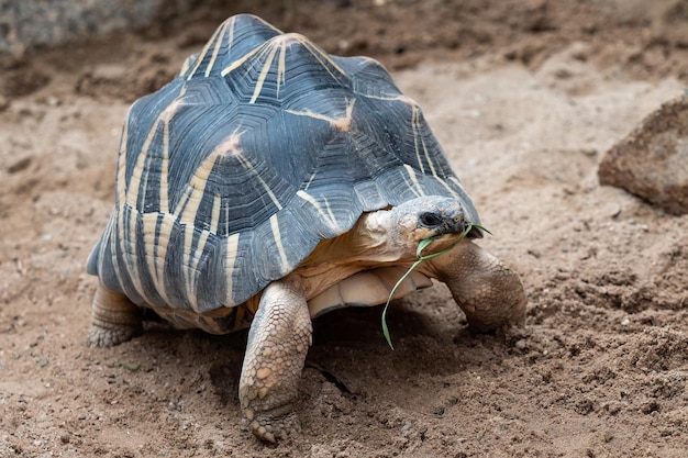 Tortue radiée marchant sur le sol Astrochelys radiata Critique