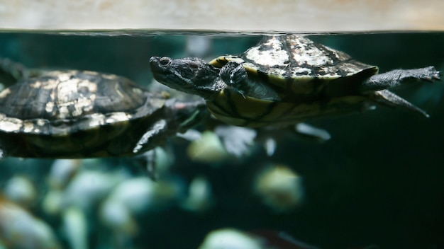 Tortue redeared de la famille des tortues d'eau douce américaines