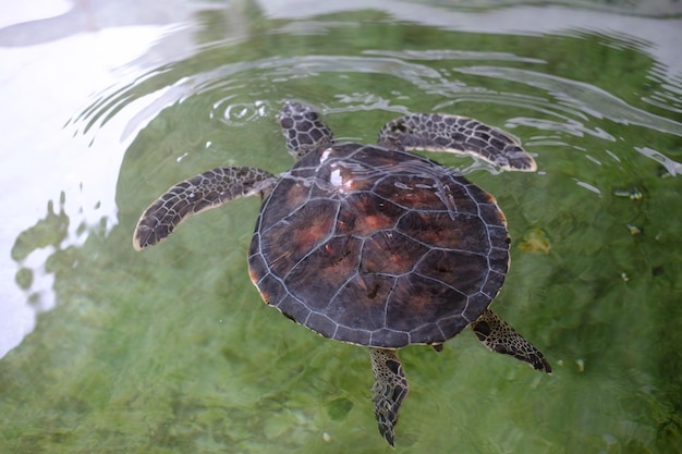 Une tortue reptile nage dans la piscine