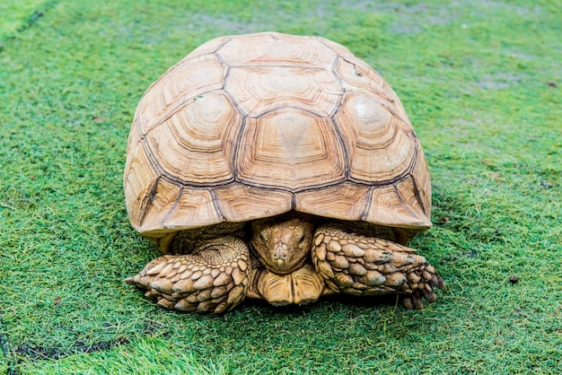 tortue, reptiles animal dans le jardin