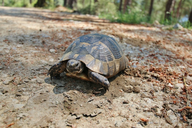 Tortue sur la route