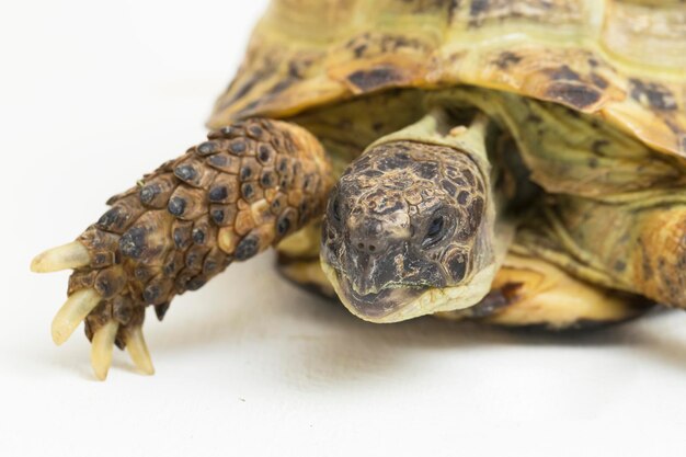 Tortue russe Testudo horsfieldii isolé sur fond blanc