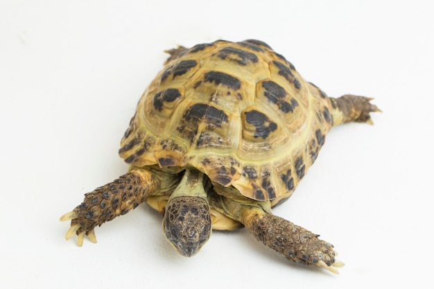 Tortue russe Testudo horsfieldii isolé sur fond blanc