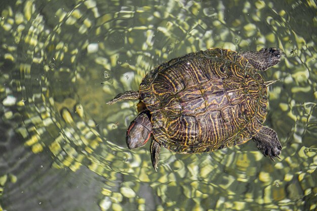 Photo tortue solitaire trouvée au bord d'un lac