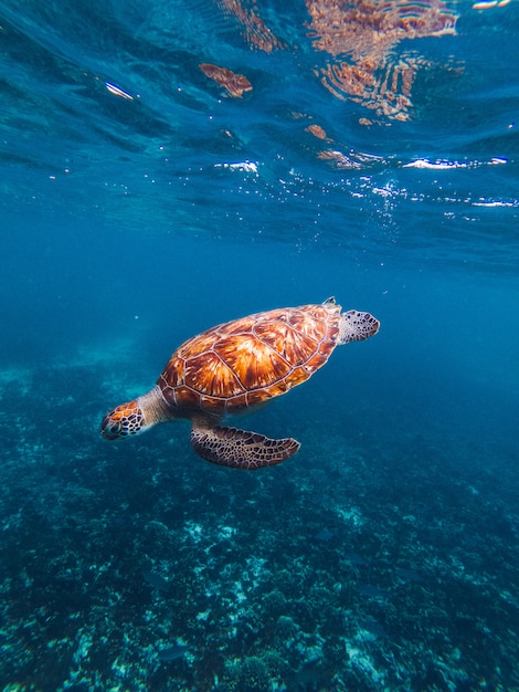 Tortue Sous L'eau