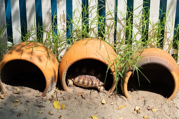 Tortue sucata au sol