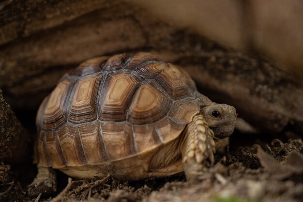 Tortue sucata au sol