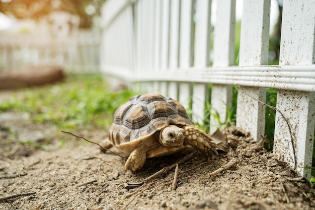 Tortue sucata au sol