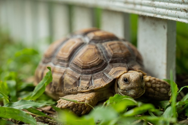 Tortue sucata au sol