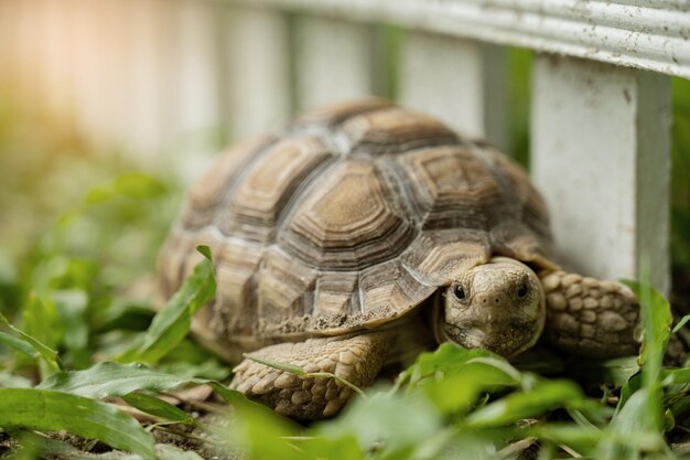 Tortue sucata au sol