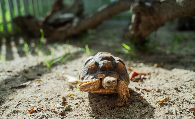 Tortue sucata au sol