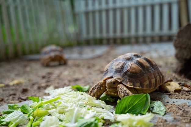 Tortue sucata au sol