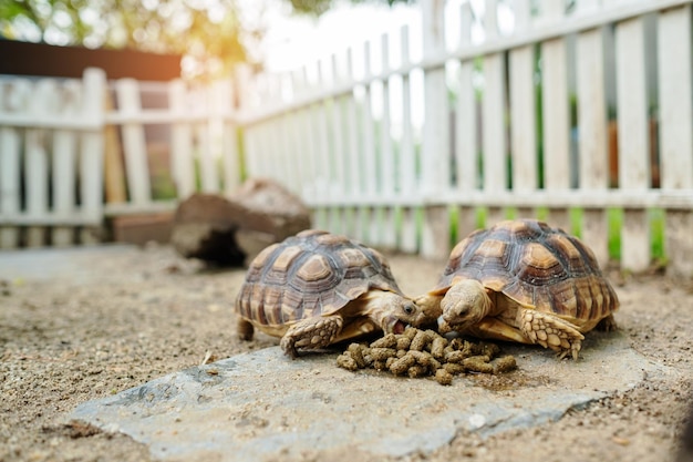 Tortue sucata au sol